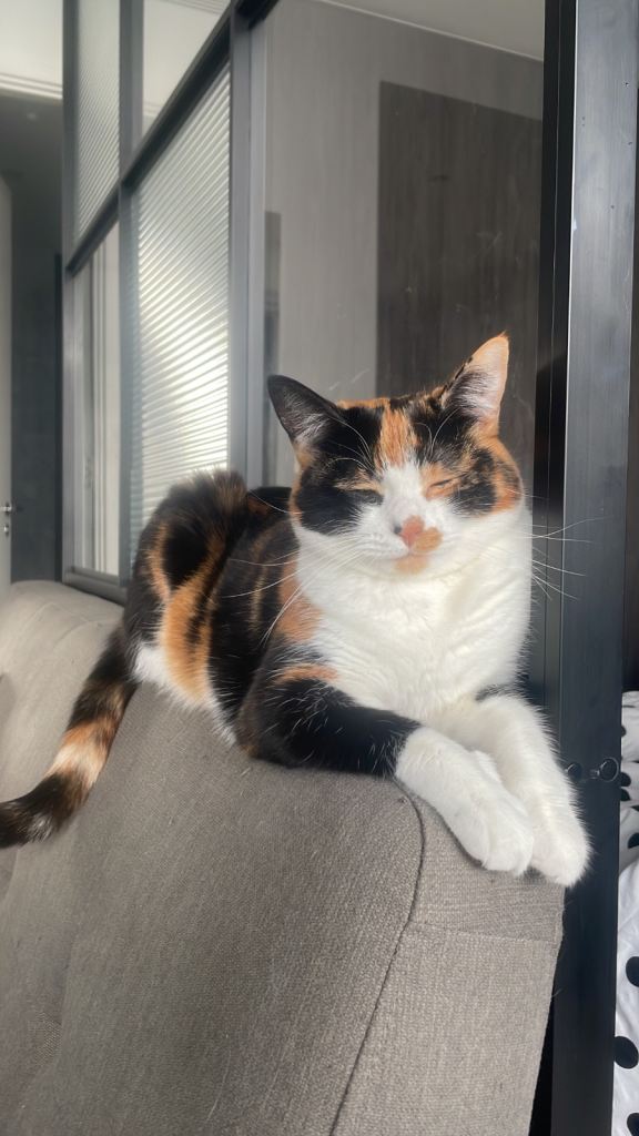 FIONA NEEDS A NEW HOME ASAP 