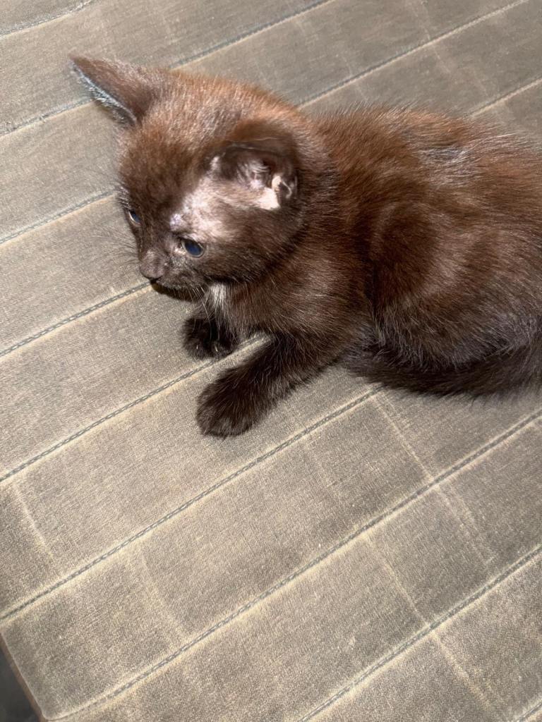 Bombay cat X Russian short hair mix kittens 