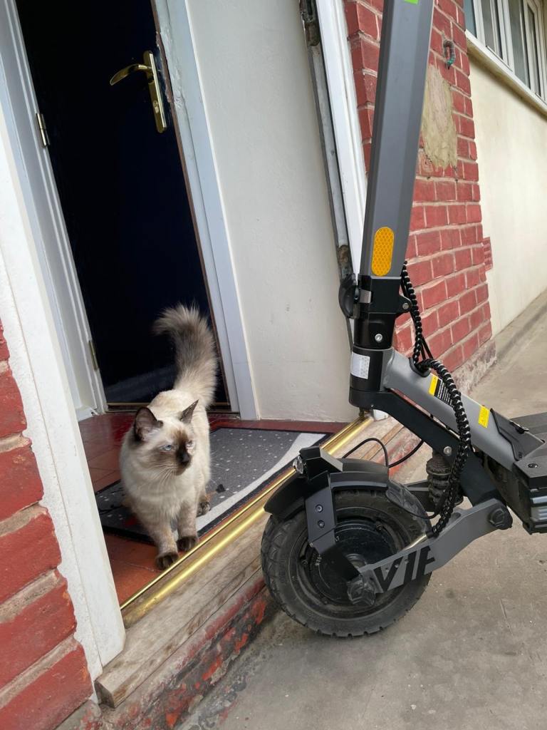 Female Ragdoll Kitten 