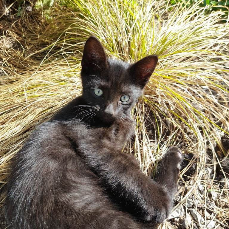 1 black kitten RESERVED