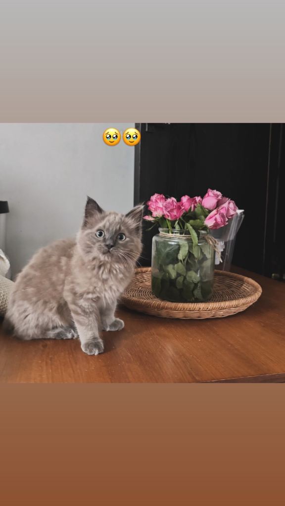 Gorgeous Ragdoll X tonkinese kittens (tonkdoll) ONLY 1 left 