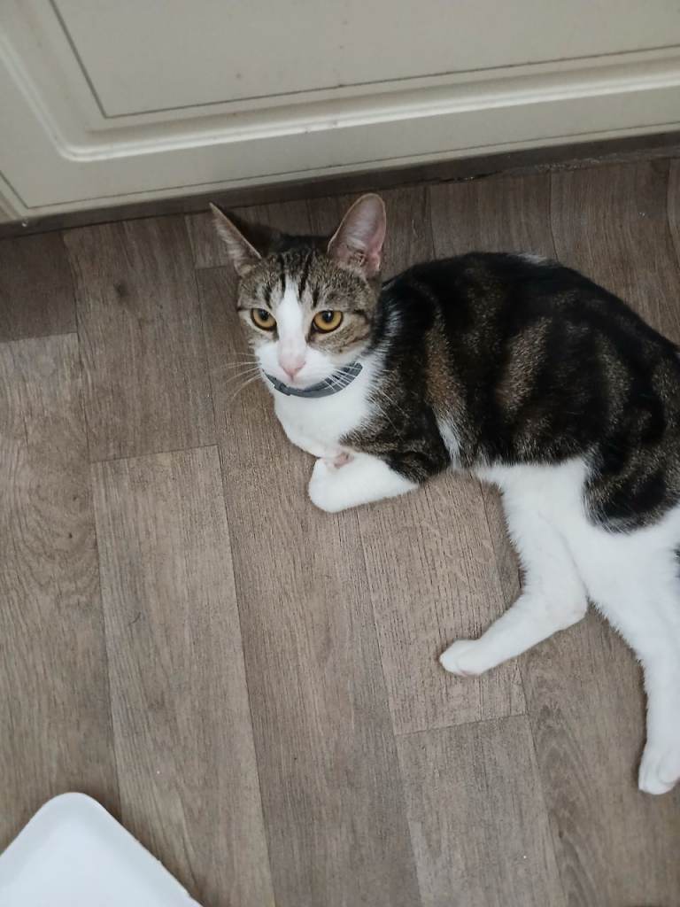 2 lovely cats looking for new home