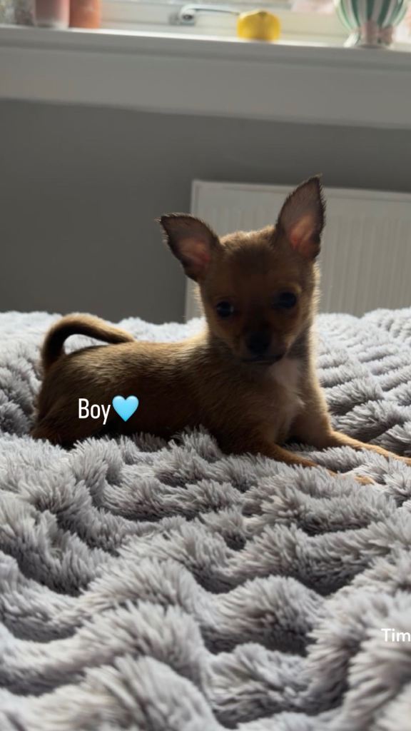 chihuahua puppies for sale