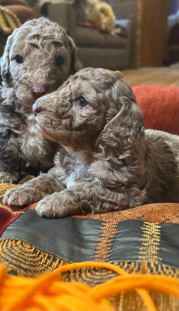 Australian Labradoodle Puppies