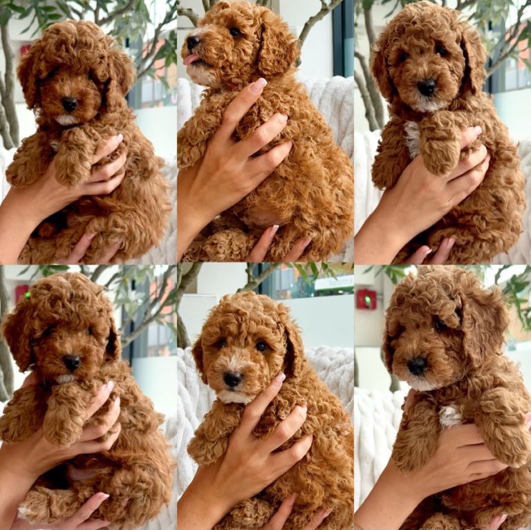  Cavapoo f1b puppies for sale 🐾🤍