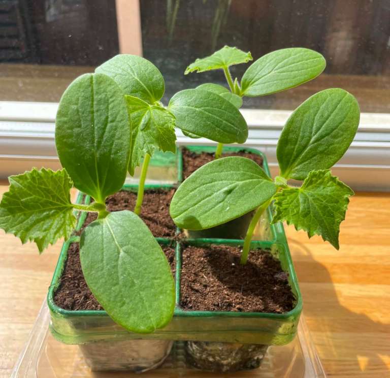 cucumber plants organic 