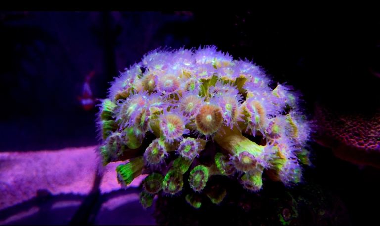 Bright Neon Green Candy Cane LPS coral frag
