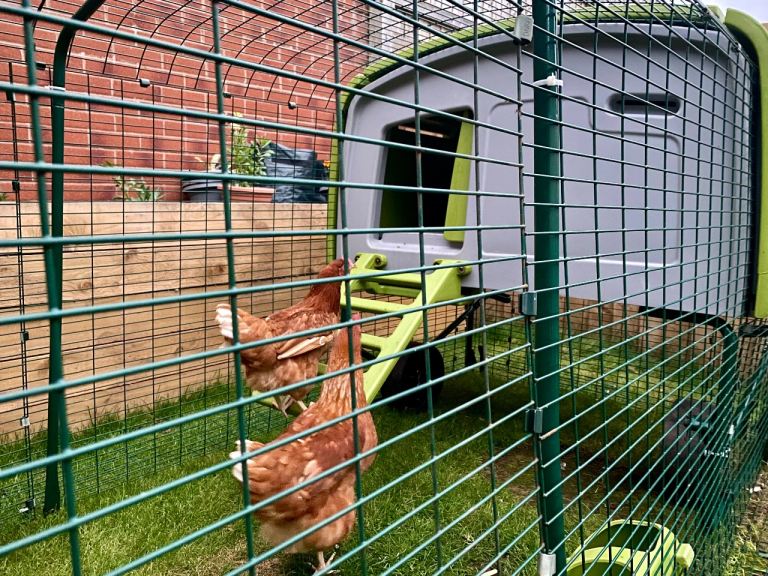 Omlet Eglu Cube Mark 1 (Green) + 4-5m Run & Huge Bundle of Accessories – Excellent Value! 🐔