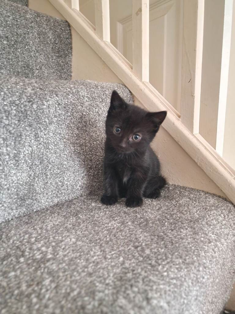 Adorable Jet Black Kittens  3X Male (Mixed Tabby)