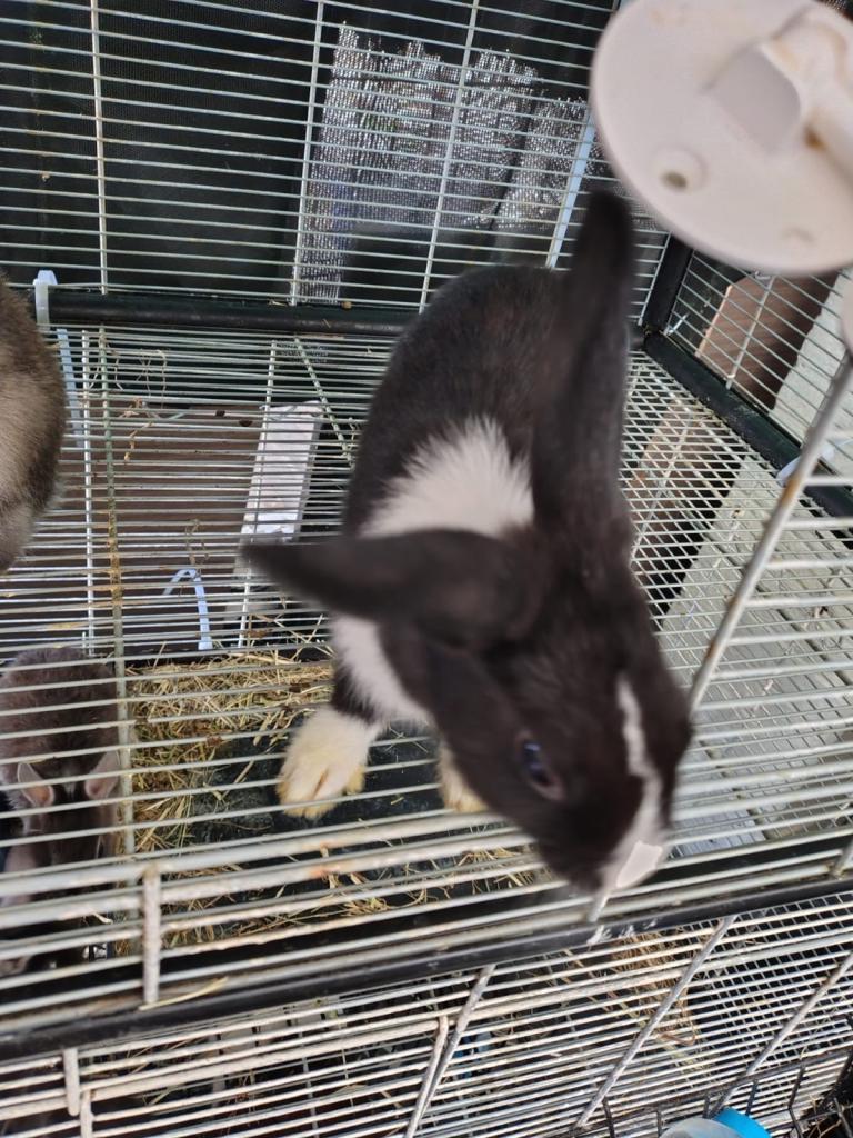 dwarf rabbits for sale