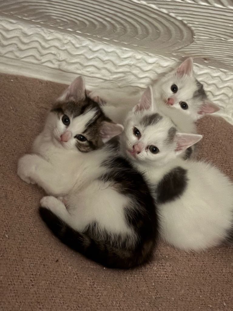 Kittens 