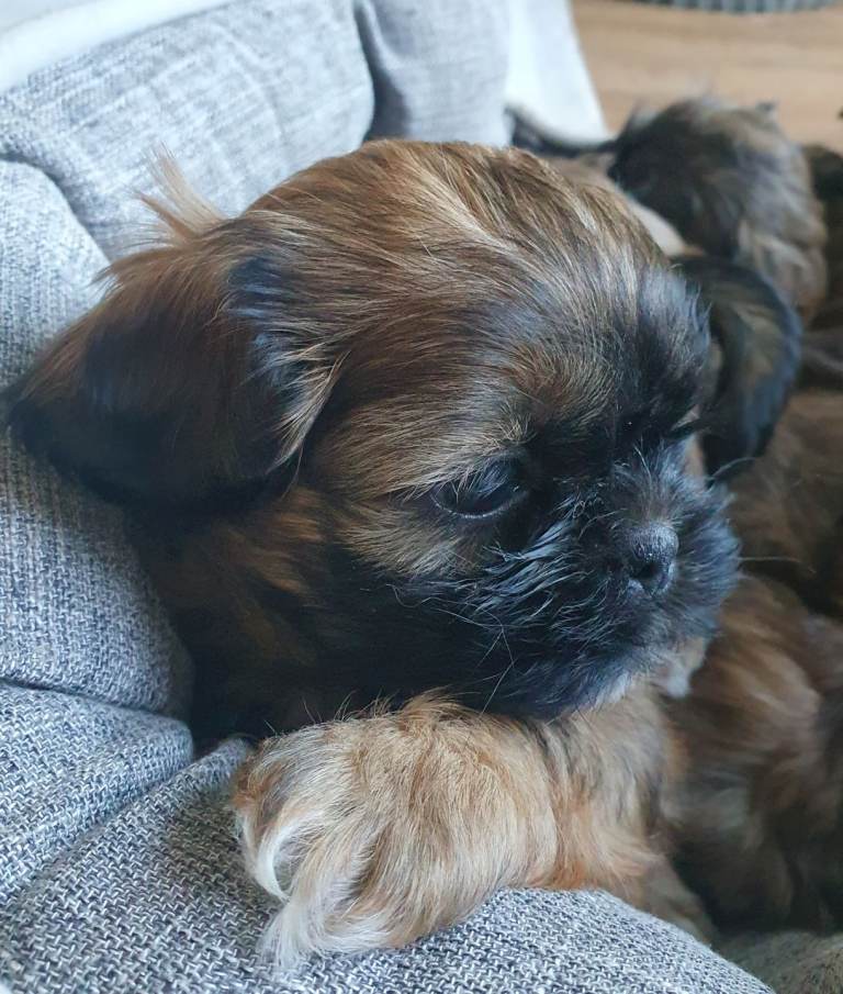 Shih Tzu