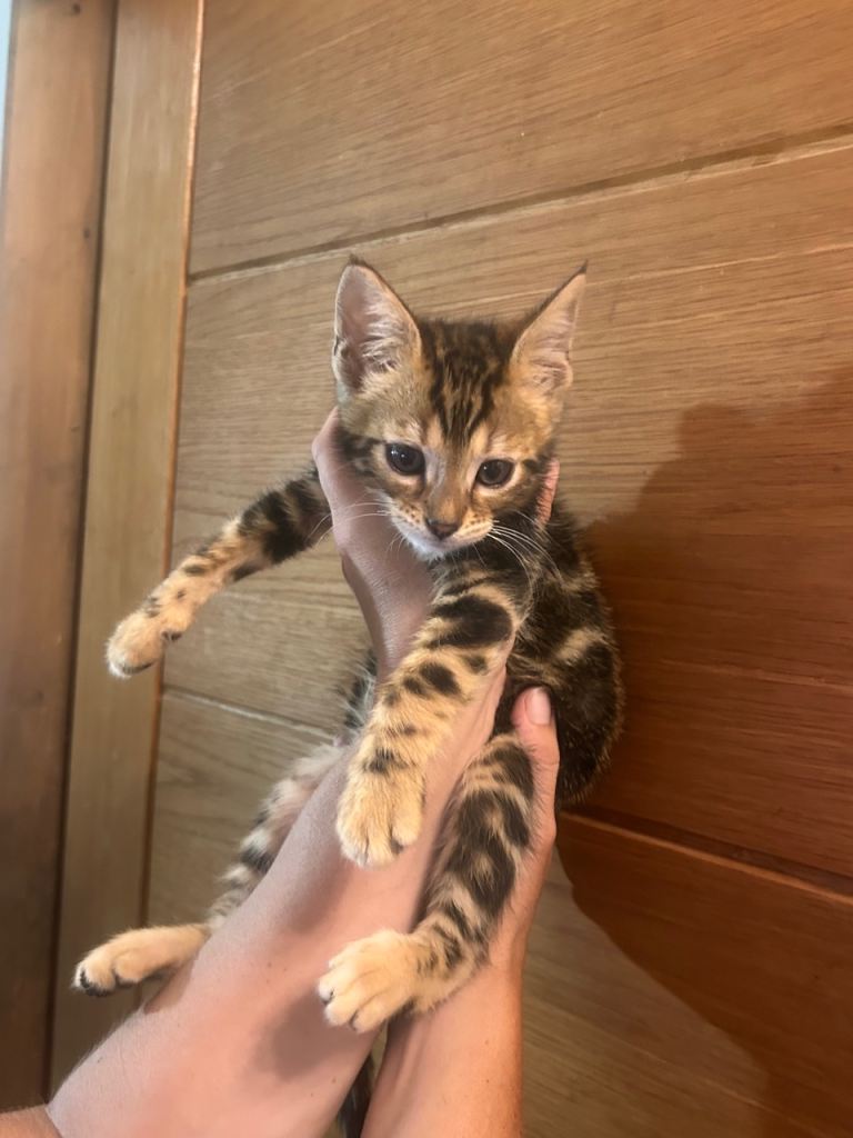 Half Bengal Male Kitten