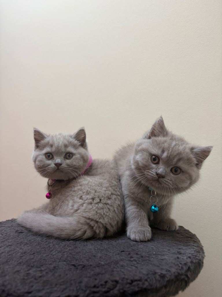 Lilac British Shorthair Kittens – Champion Lines