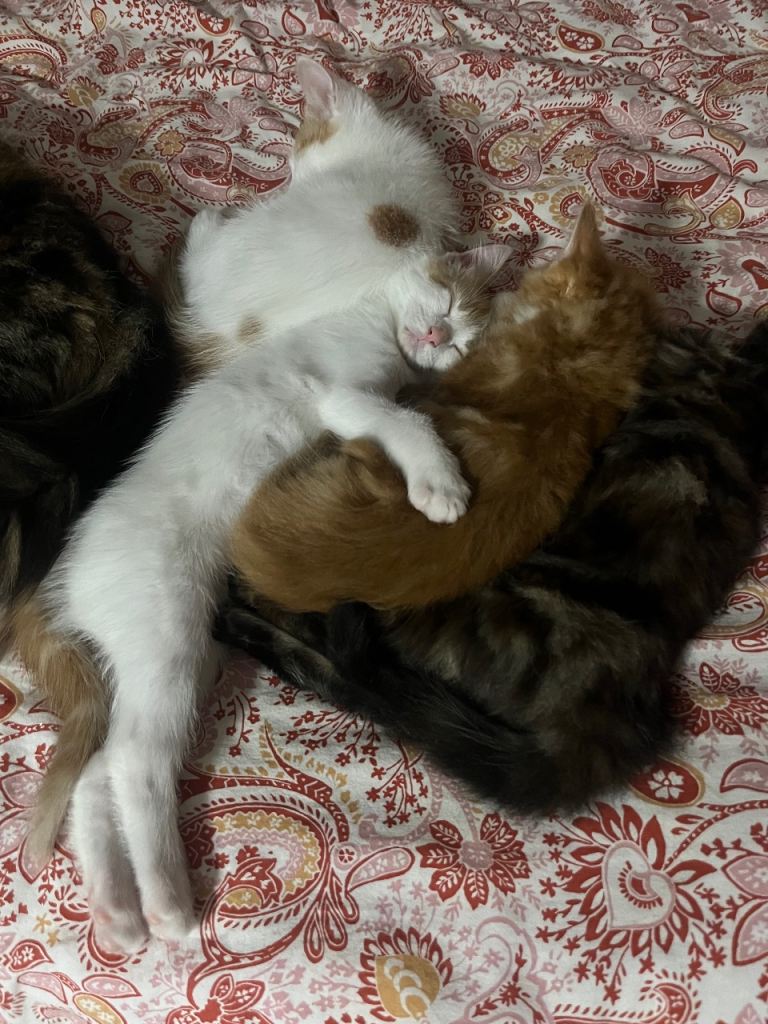 Four adorable kittens looking for a new home. 