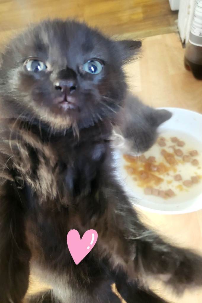 ** LAST BLACK FEMALE RAGAMUFFIN X TABBY KITTENS 😸 ♥️ **