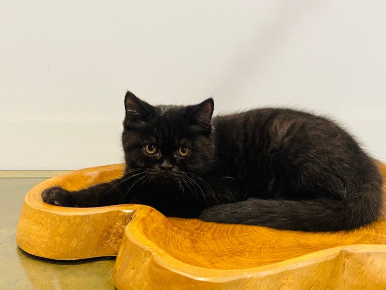 Champion GCCF registered kittens ready to leave now 