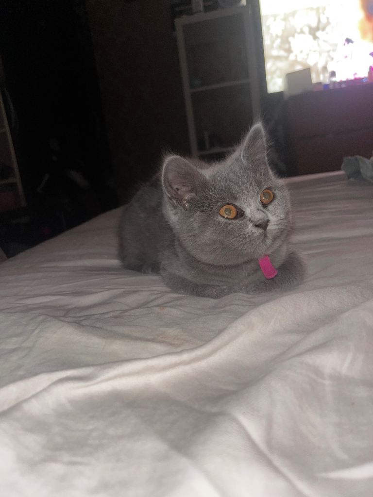 Kitten looking for home