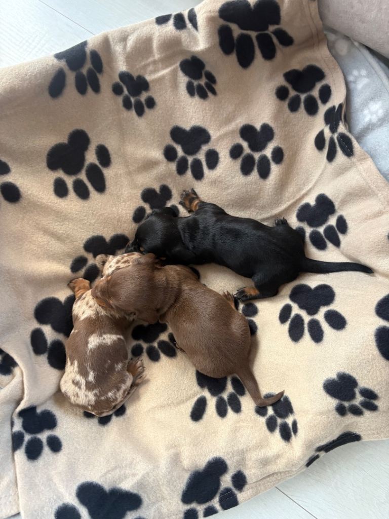 Miniature Dashshund for sale 