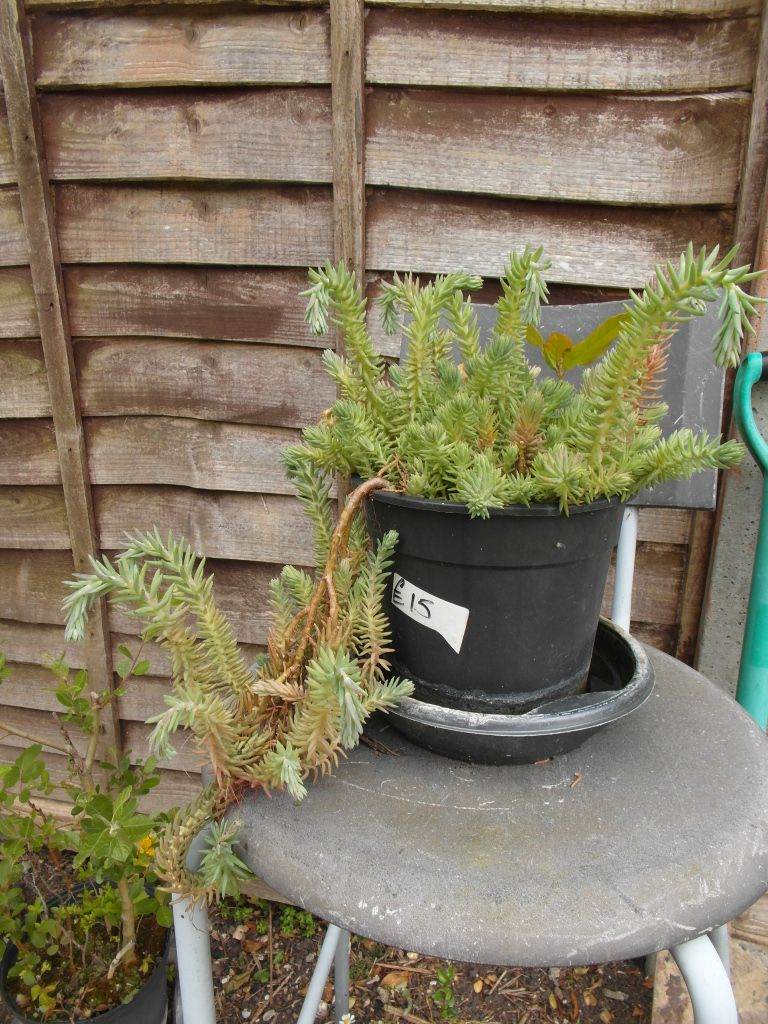 Outdoor Garden Plants 