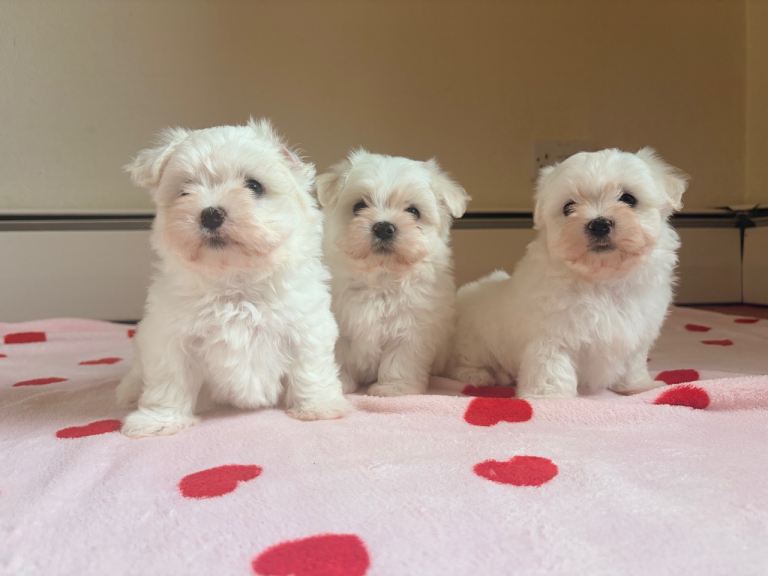 KC Registered Puppies