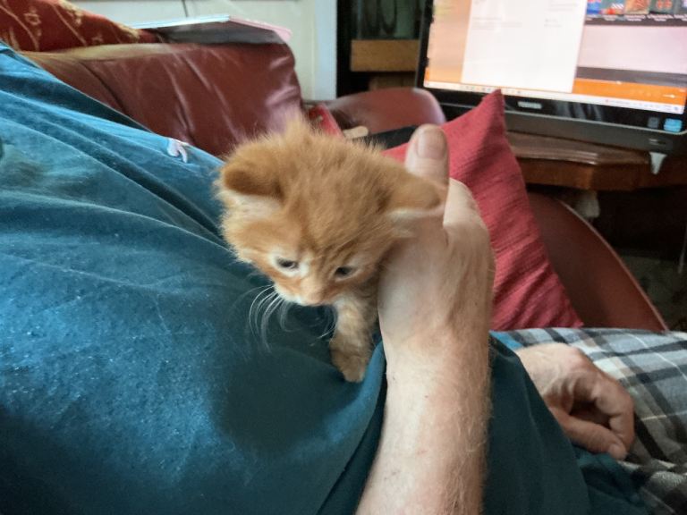 Beautiful Fluffy Ginger Boy for sale