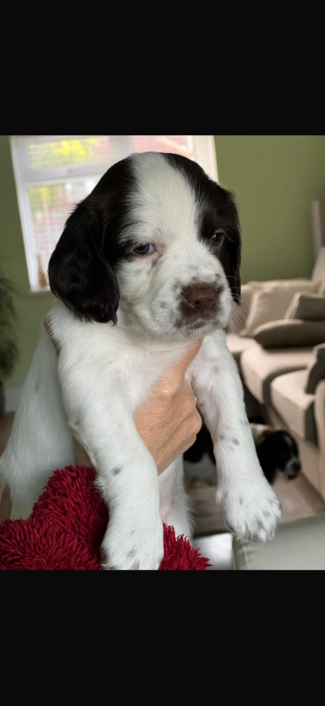 springer spaniel puppies