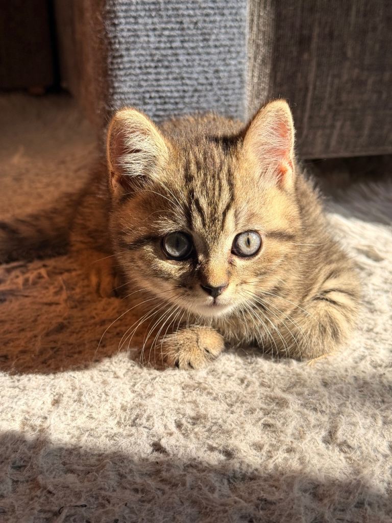 Beautiful British Shorthair Boy – Ready Now!