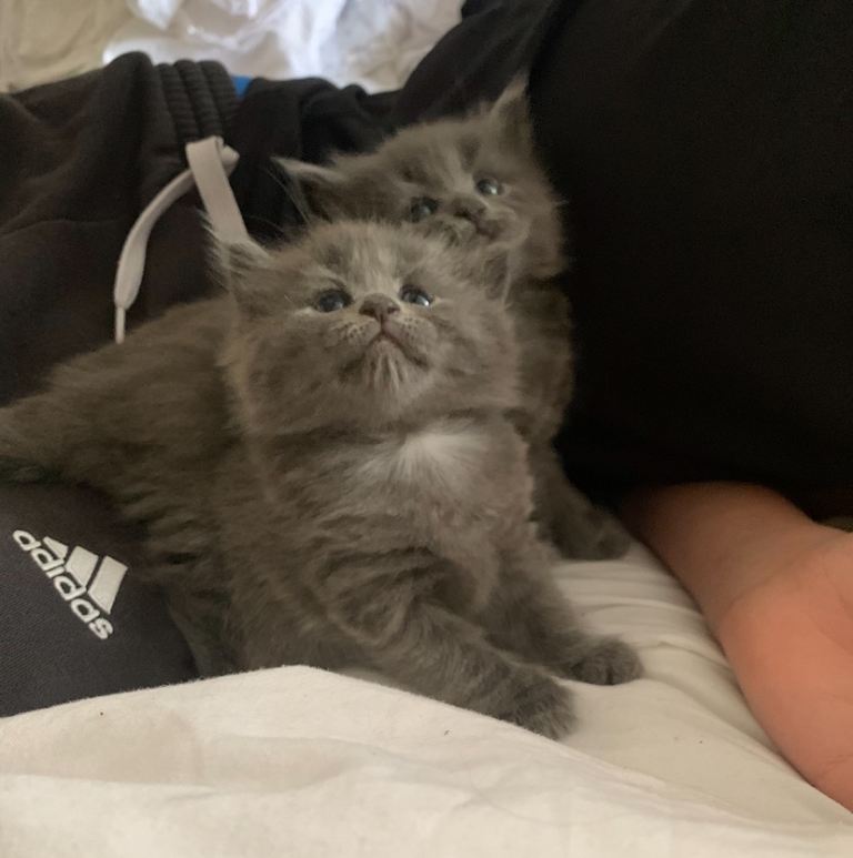 British blue mix kittens 