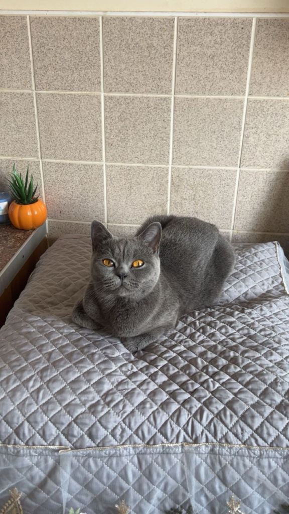 Cat/kitten 