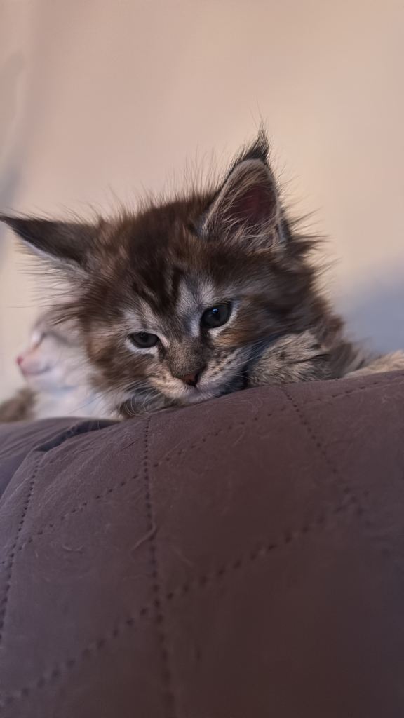 Maine coon kittens 