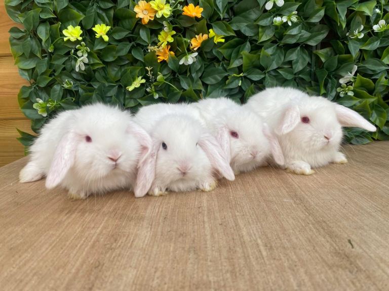 Mini lops 