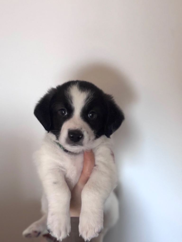 3 x Bichon Maltese mixed puppies 