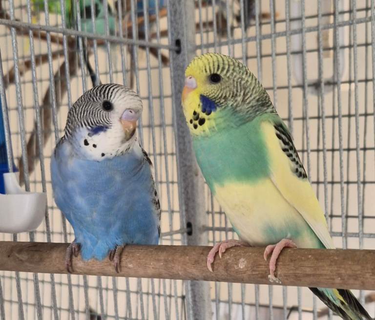 Baby budgies for sale