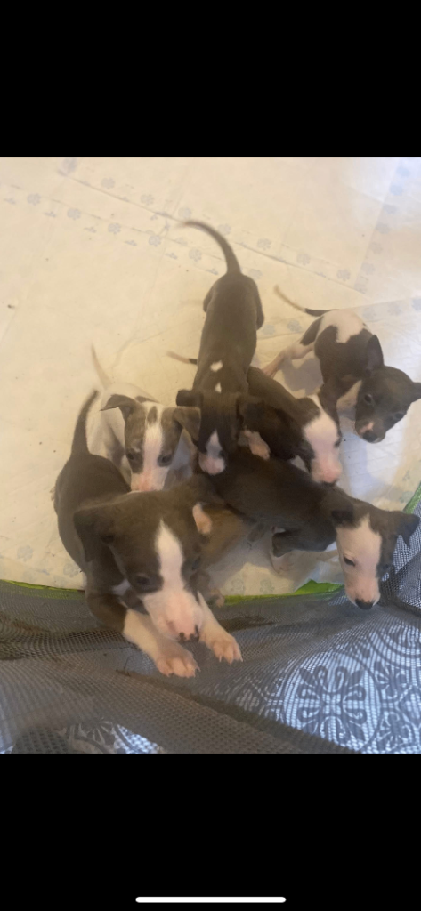 KC registered Whippet Puppies 