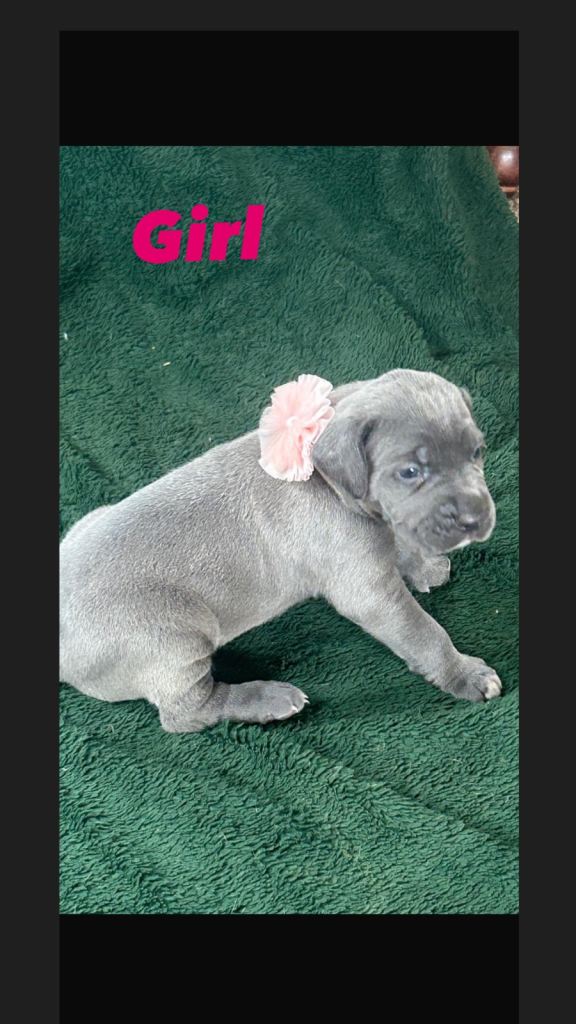 RARE COLOUR CANE CORSO PUPPIES FOR SALE 