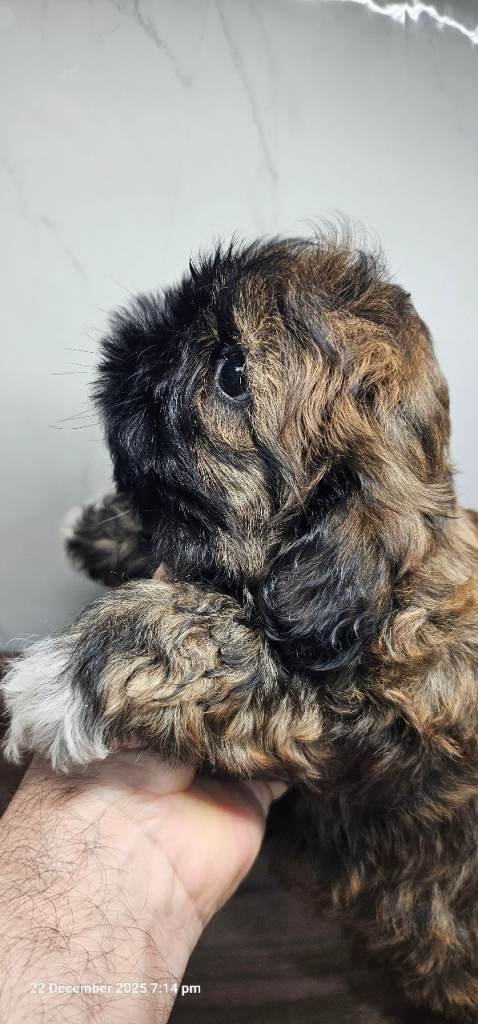 Shih tzu puppies 🐶 