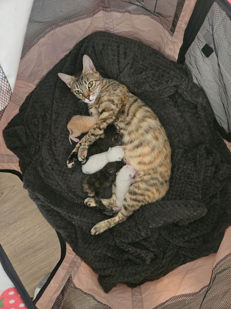 Bengal cross kittens