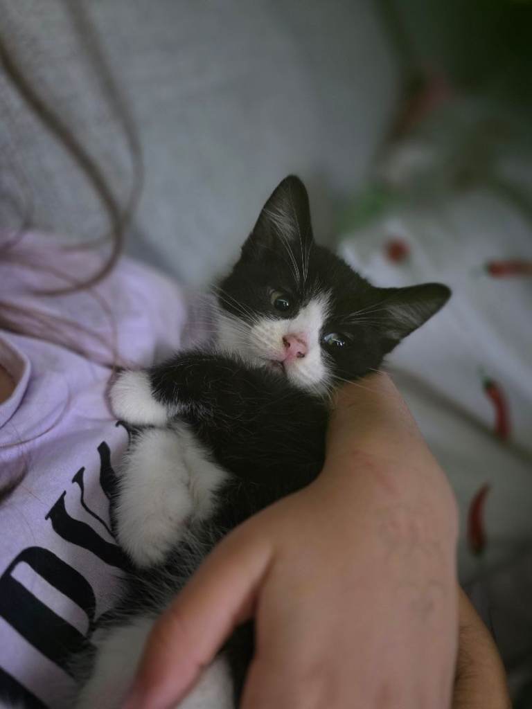 Kittens