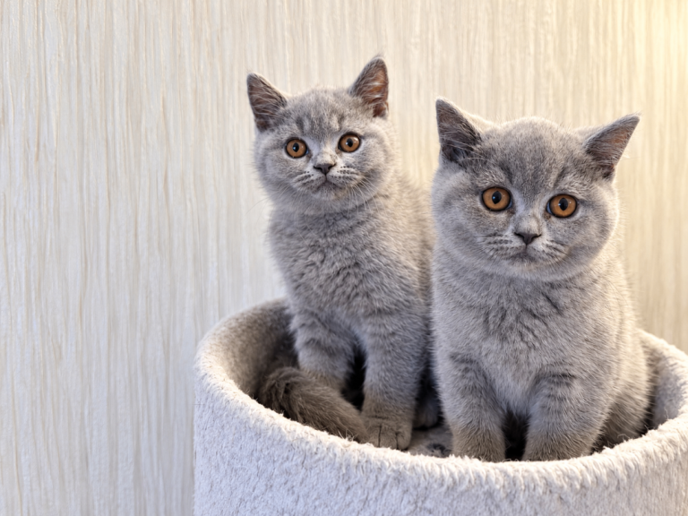Two girl left Gccf British Shorthair. 