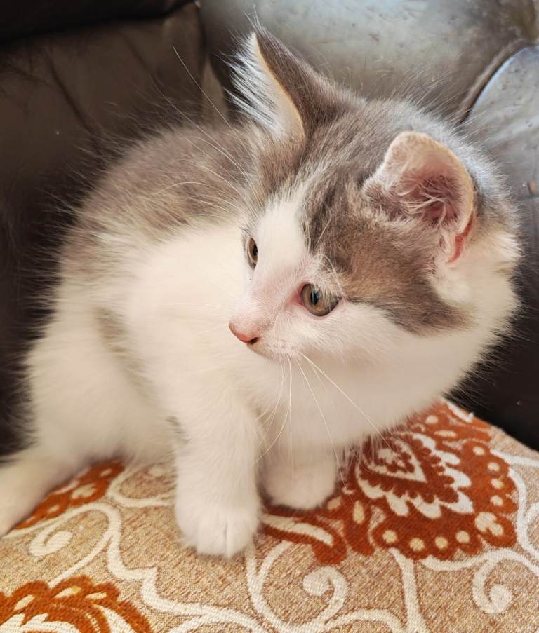 Gorgeous Kittens