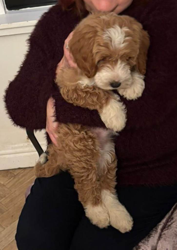 Australian Labradoodles for Sale