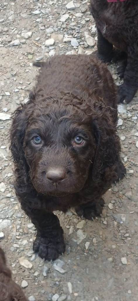 IRISH WATER SPANIEL PUPS