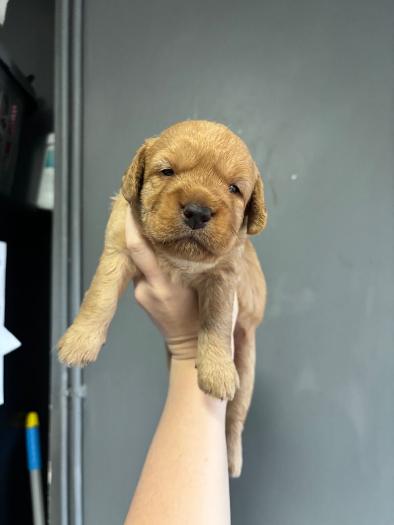 Fox red F1 Mini Labradoodle puppies 