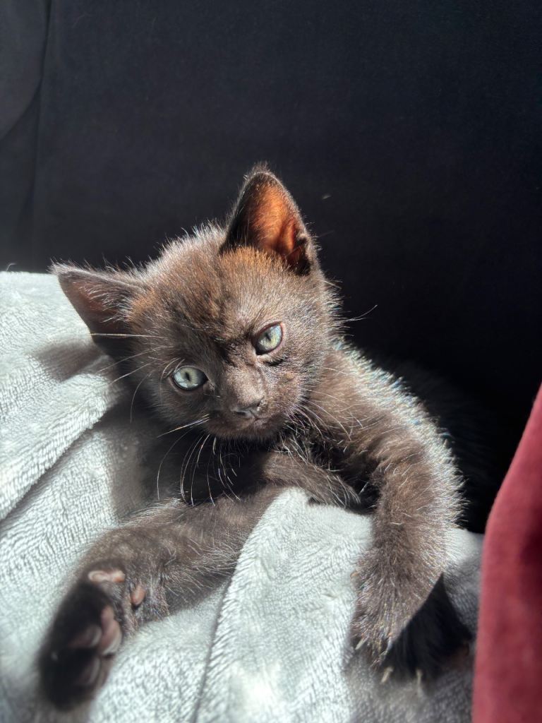 Kitten for sale **1 all black Male remaining**