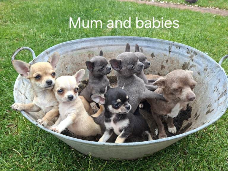 Beautiful Chihuahua puppies READY NOW