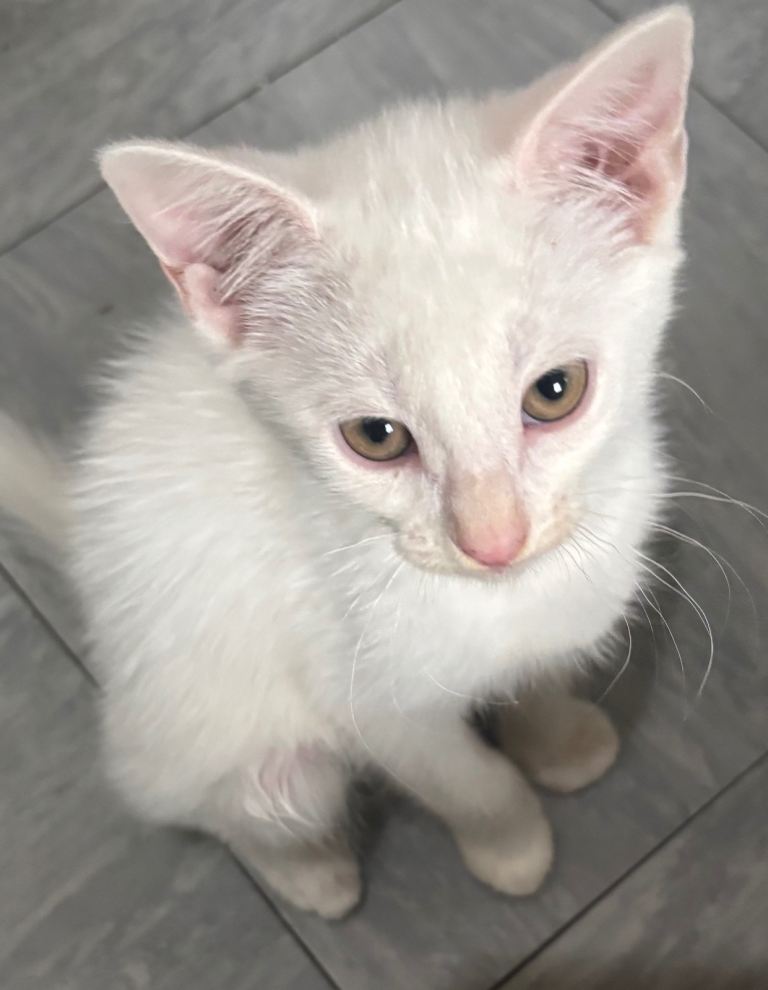 Kittens for sale 