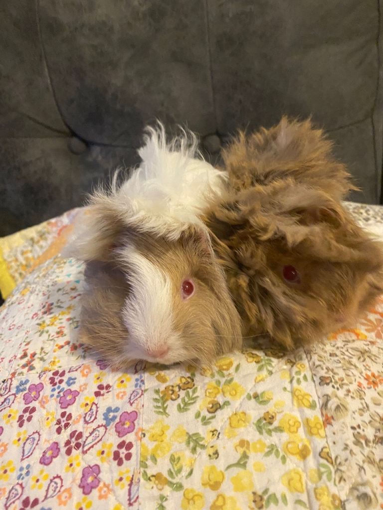 image for Two sets of bonded boys 