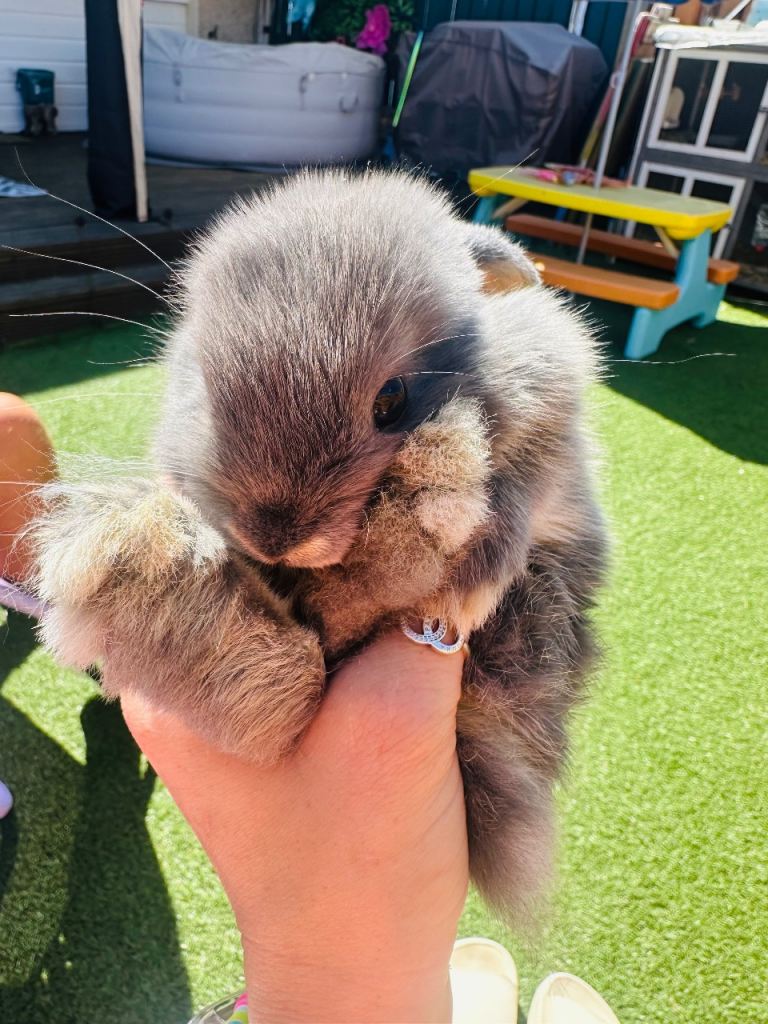 Mini lop bunny 