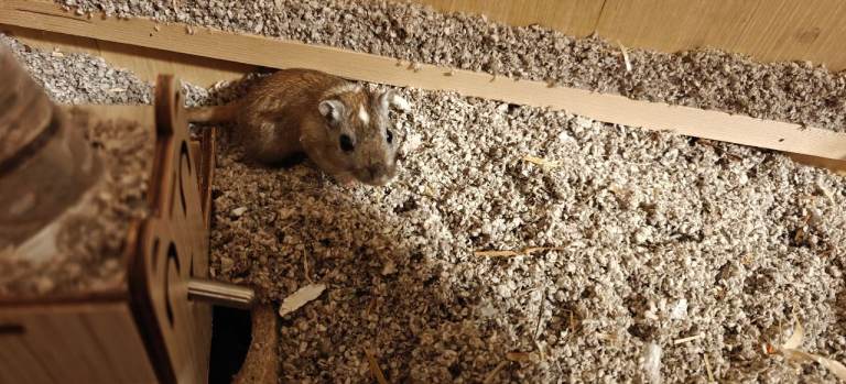 4 female gerbils 